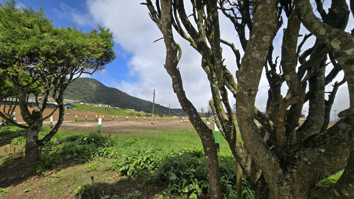 New Zealand Farm